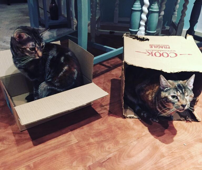 No matter the money you spend on toys, a box will always be the