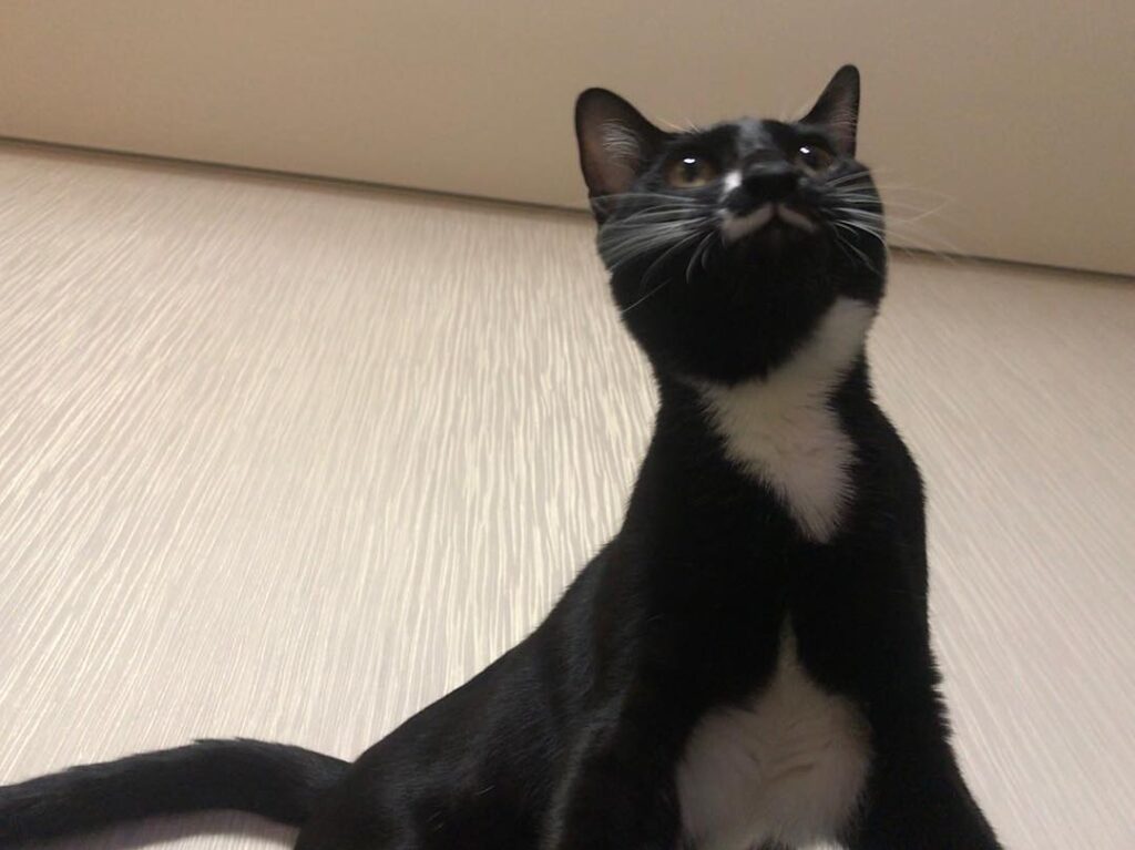 ONG (외면) . #고양이 #야옹이 #코리안숏헤어 #코리아숏헤어 #코숏 #코숏올블랙 #턱시도고양이 #턱시도냥 #고양이그램
