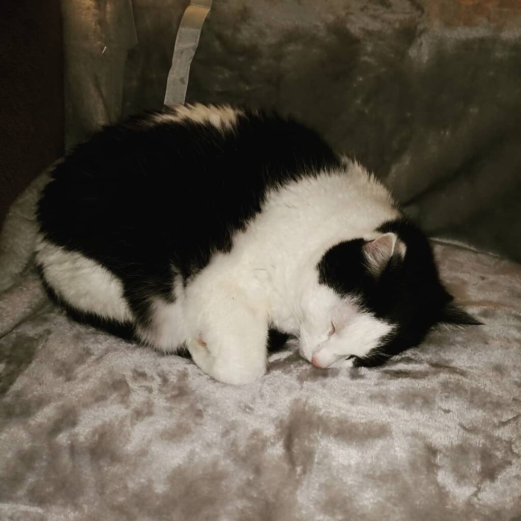 Odin got a new blanket for Christmas.