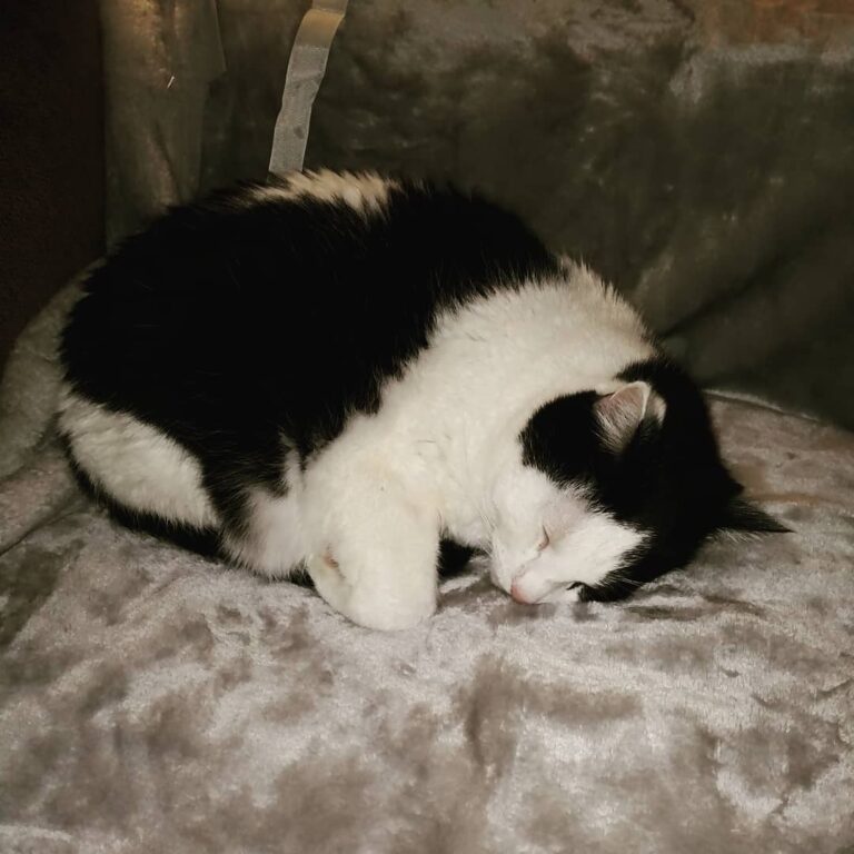 Odin got a new blanket for Christmas.