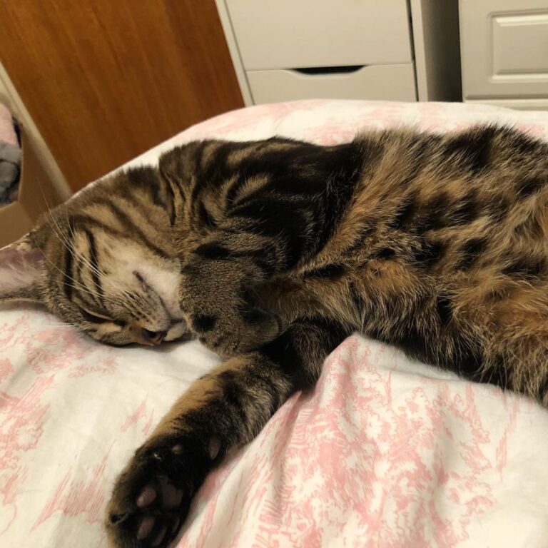 Oh and it turns out our little Zephyr has a chronic illness called