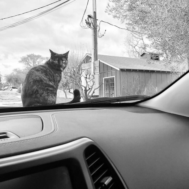One of our drivers found a co-pilot at while guests taste delicious