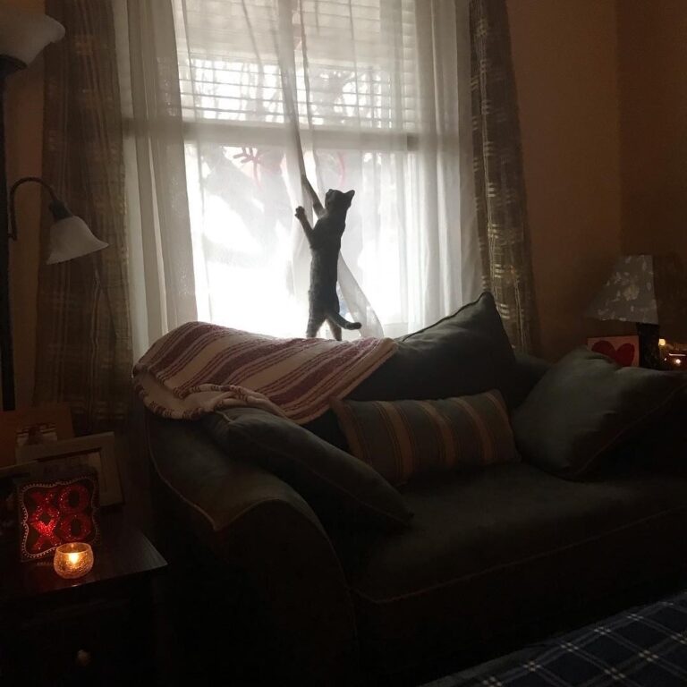 Our life with a kitten