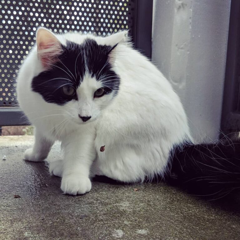 Our so-called “Black Metal Terror” is on the prowl