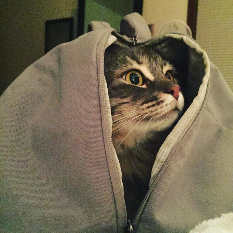 Cute Cat Moment