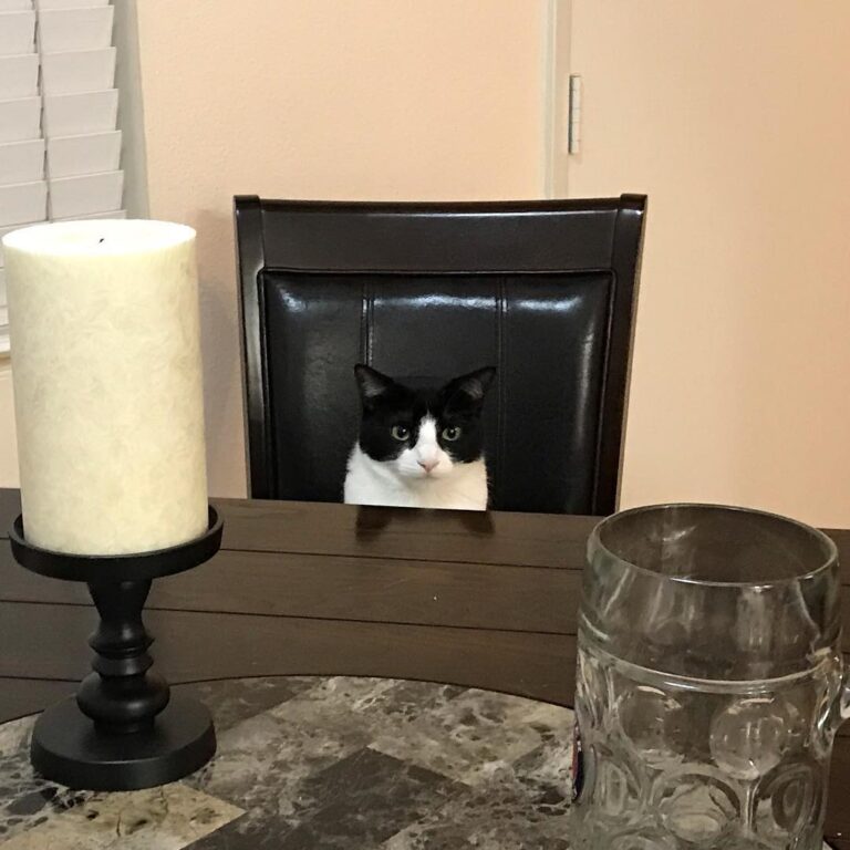 Peeshee requires you to fetch her breakfast. . . . . .