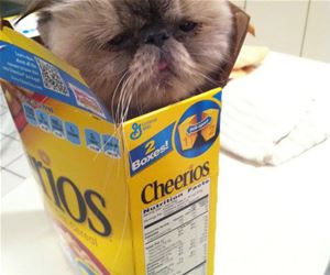 FunnyCatSite