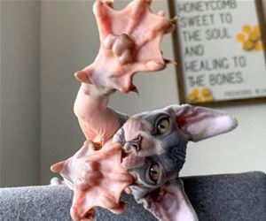 FunnyCatSite