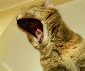 FunnyCatSite