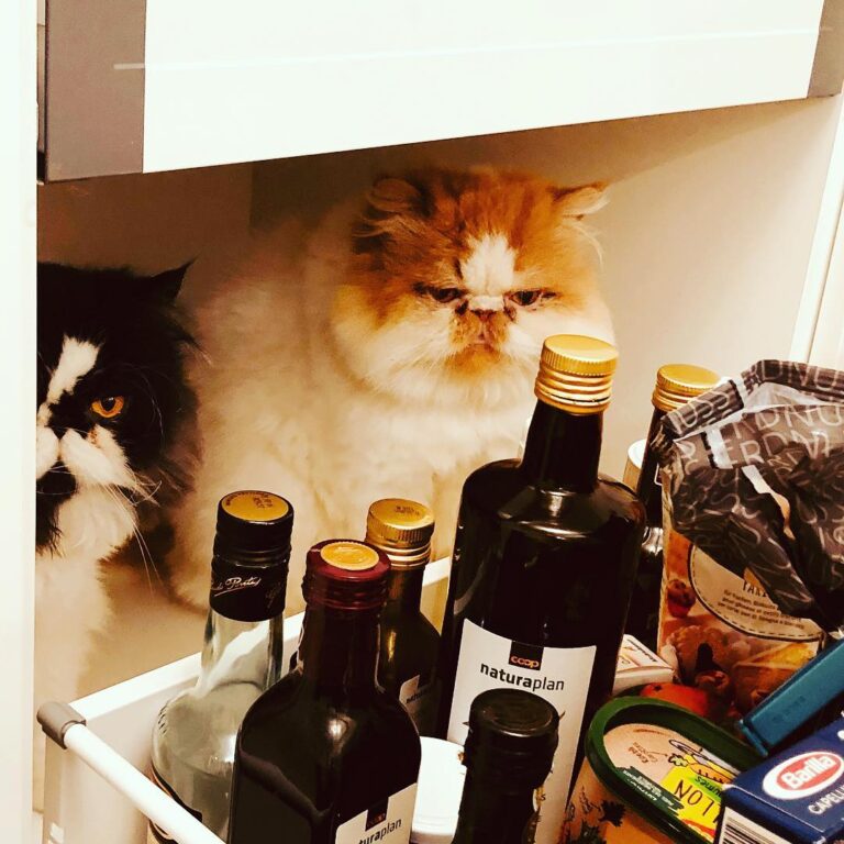 Really Meowmie, it was already open and messie before we jumped in,