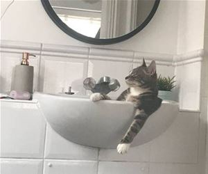 FunnyCatSite
