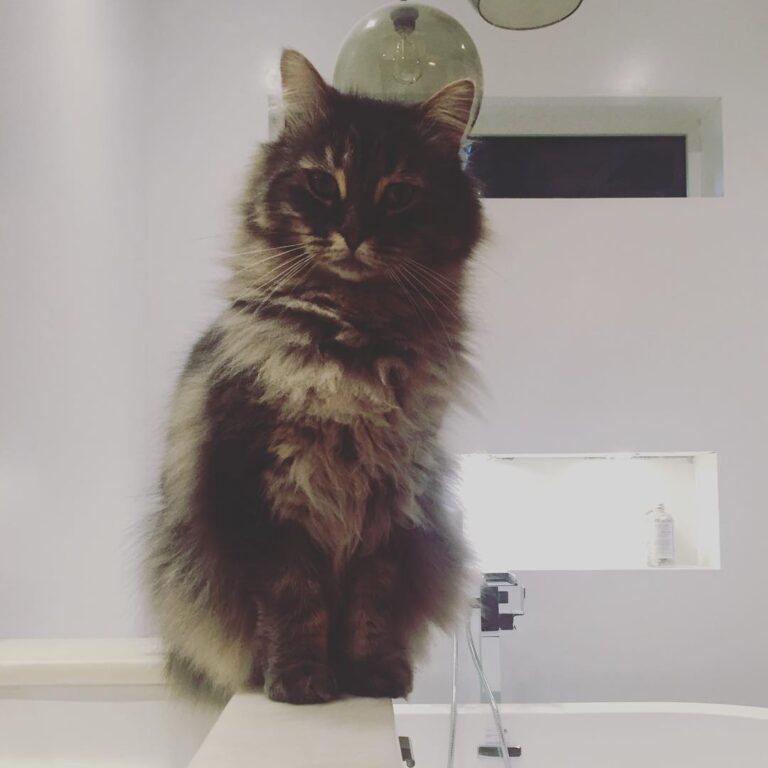 Renovation kitty