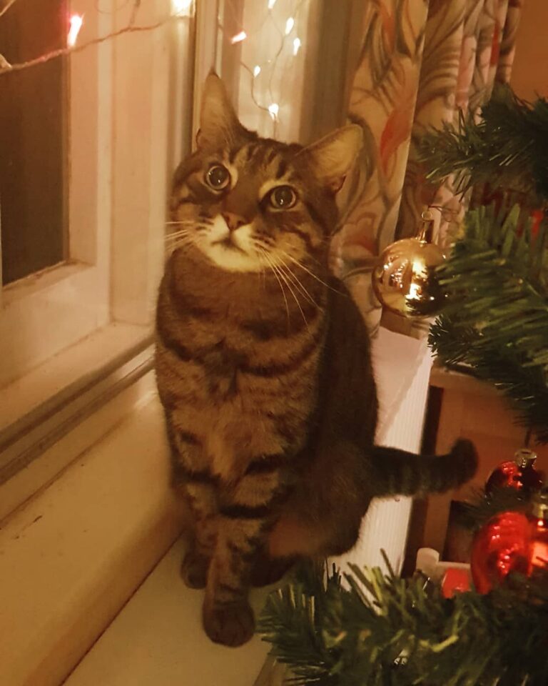 Sad to be taking down the Christmas Decorations tomorrow. Jazzy will