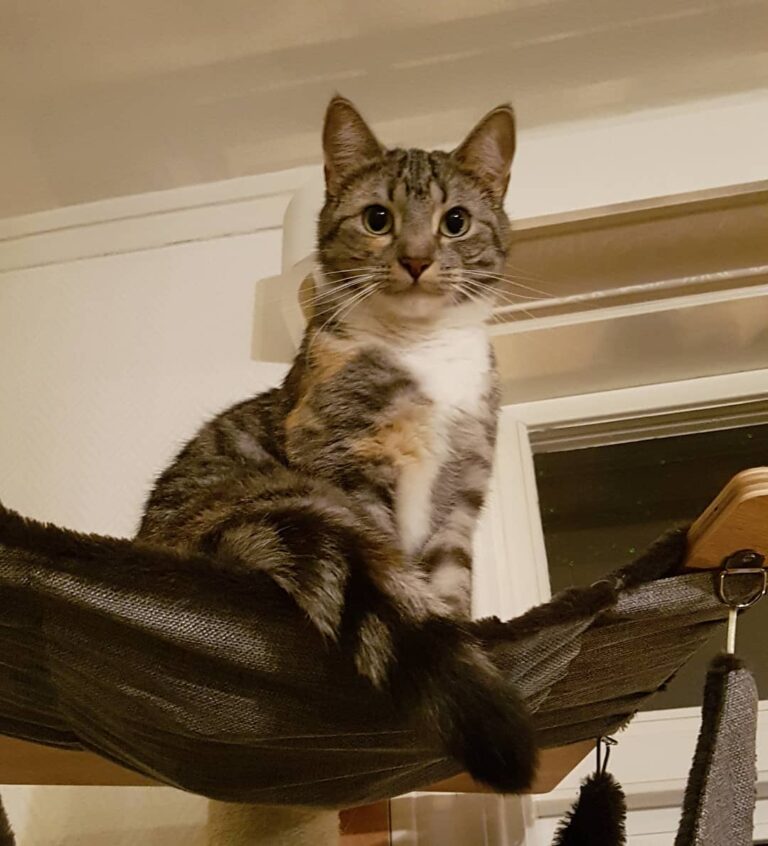 Selma