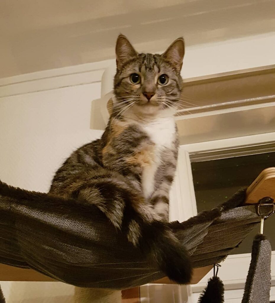 Selma