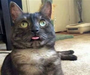 FunnyCatSite