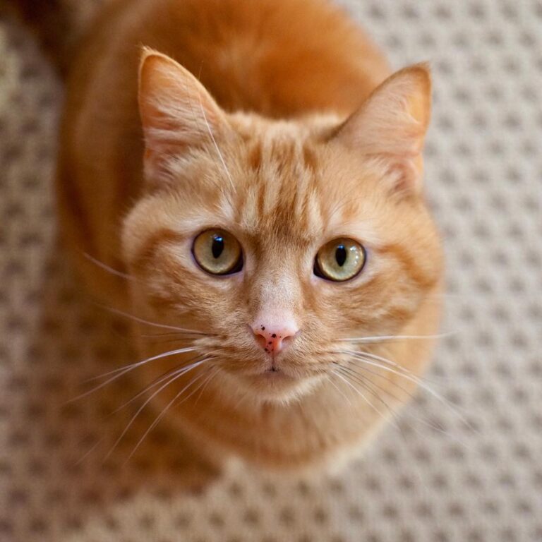 Since it’s I thought I’d showcase my feline brother. Mister is his