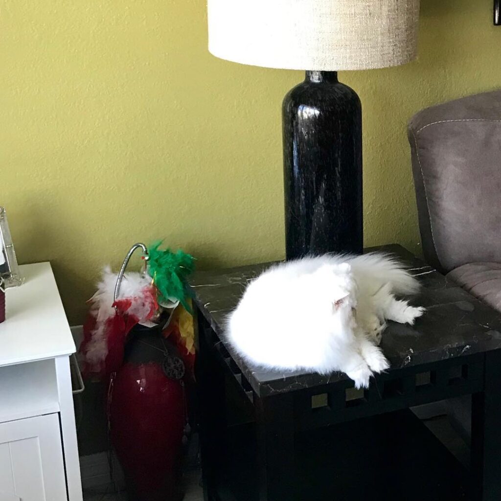 Sleeping on the end table is what I like to do best!