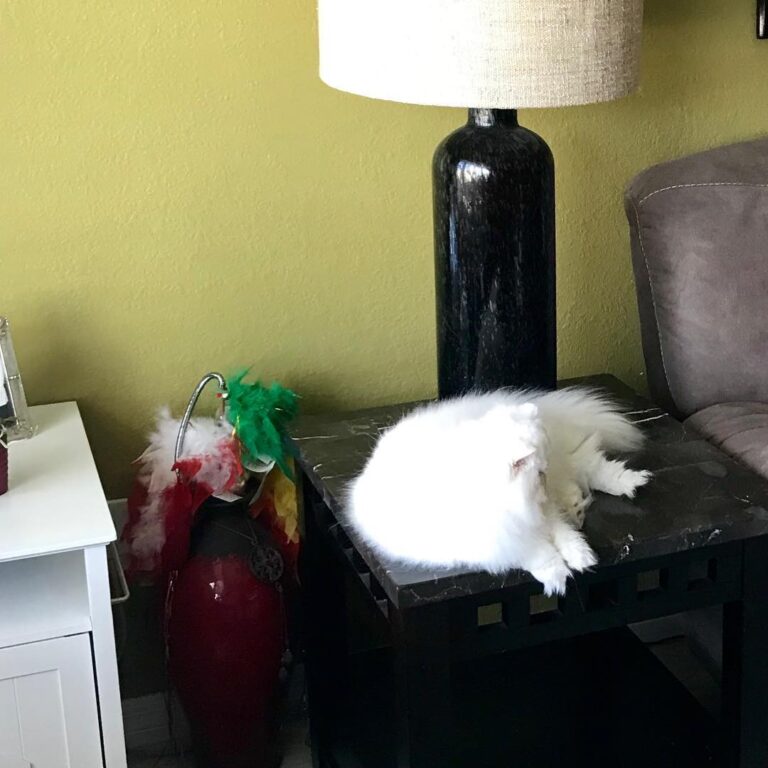 Sleeping on the end table is what I like to do best!