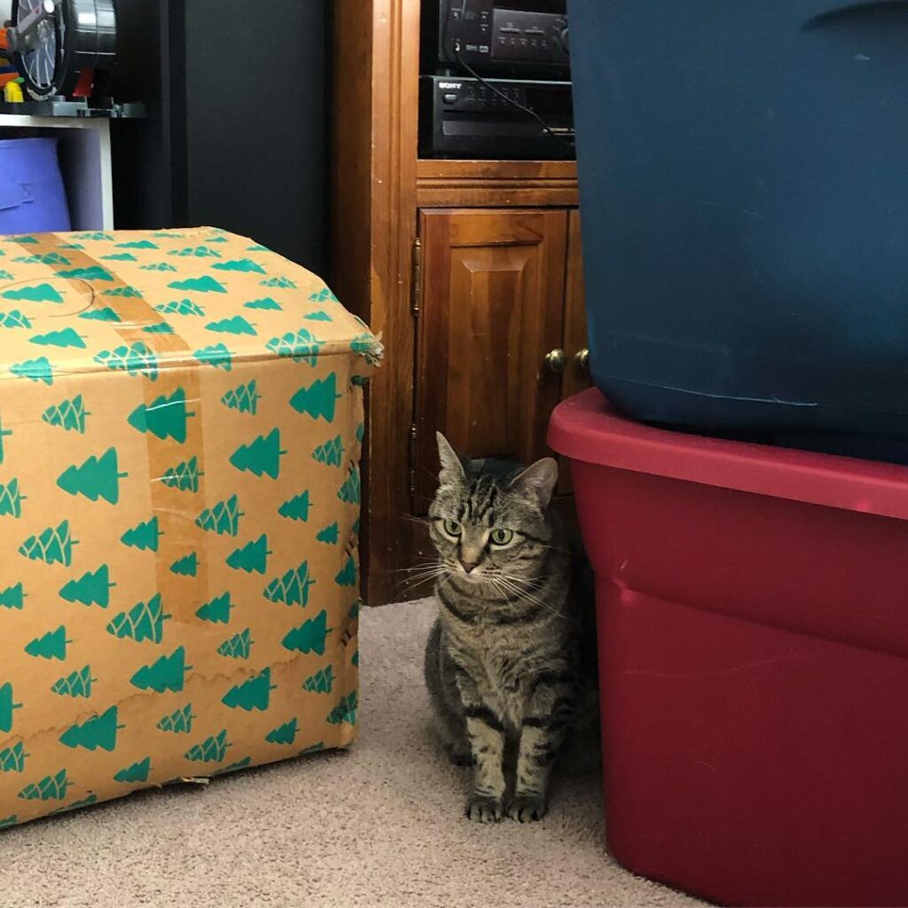 Someone is quite unhappy that the Christmas tree came down today.
