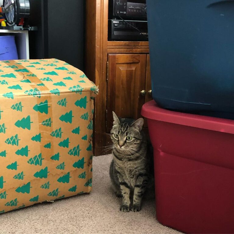 Someone is quite unhappy that the Christmas tree came down today.