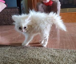 FunnyCatSite