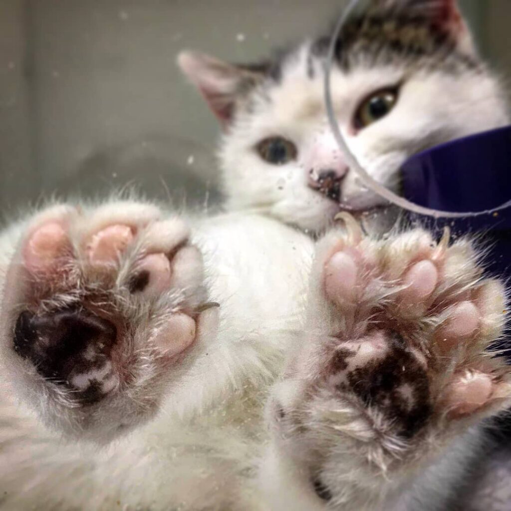 Squishy feet. étérinaire