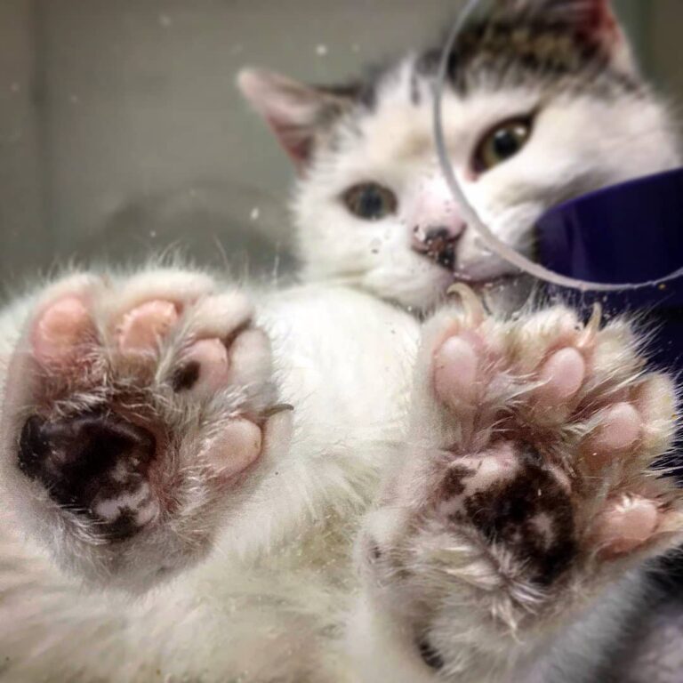 Squishy feet. étérinaire