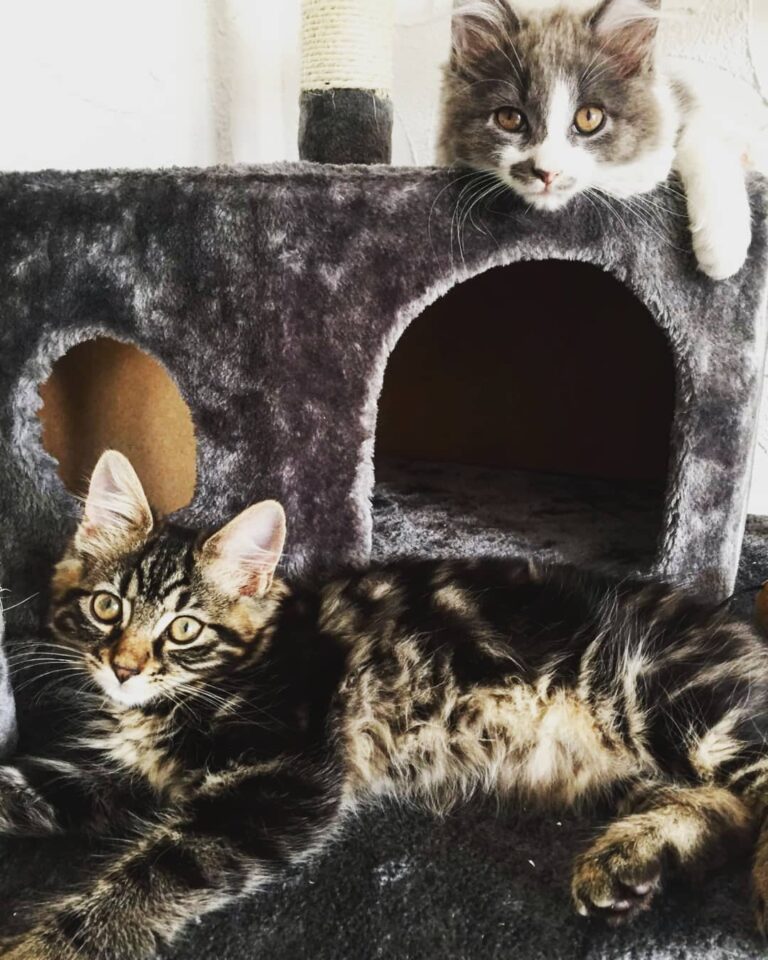 Sweeties