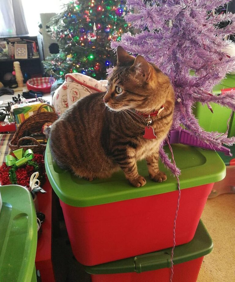 The face of our boy-kitty when he realizes his trees are being packed