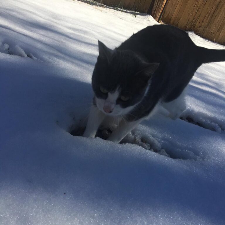The snow does not amuse her one bit. Her face tells it all.