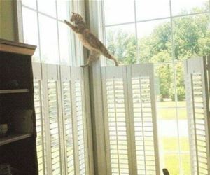 FunnyCatSite
