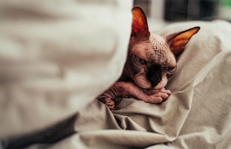 These kitty’s always look like they are in a renaissance painting . .