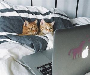 FunnyCatSite
