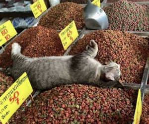 FunnyCatSite