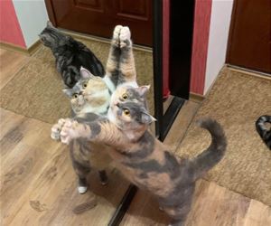 FunnyCatSite