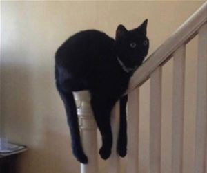 FunnyCatSite