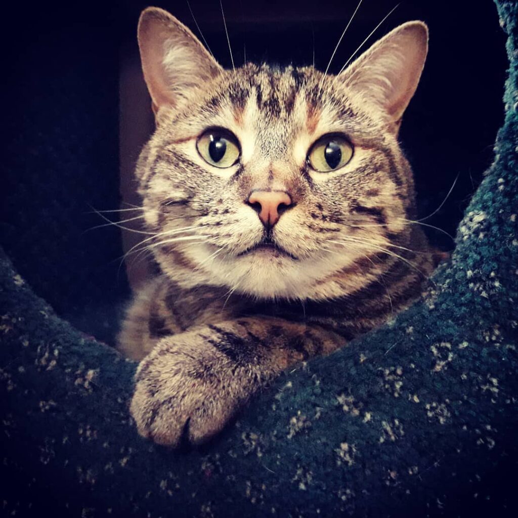 Today, I’m greatful for such an amazing cat. You’re the best, Rufus!