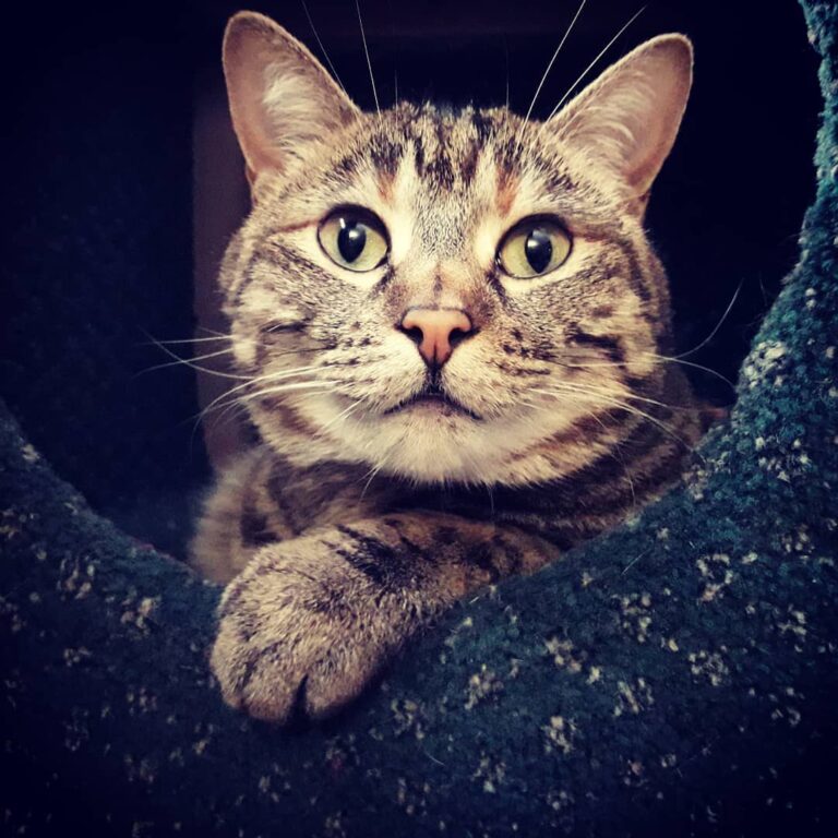 Today, I’m greatful for such an amazing cat. You’re the best, Rufus!
