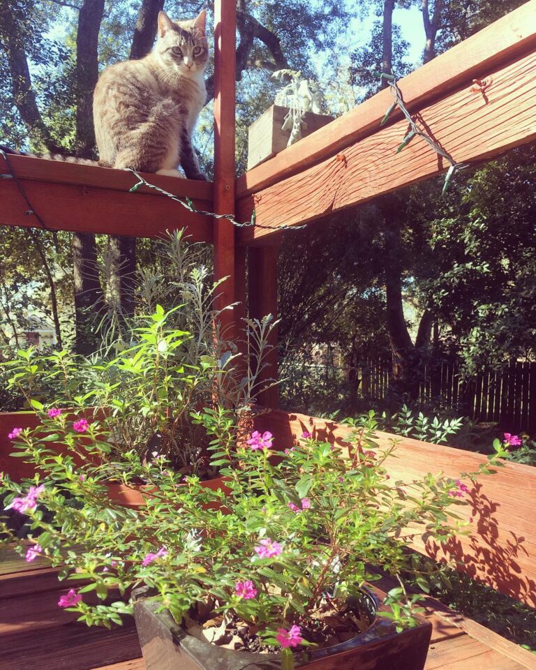 Trying to get a good picture of all the blooms on my cuphea, and