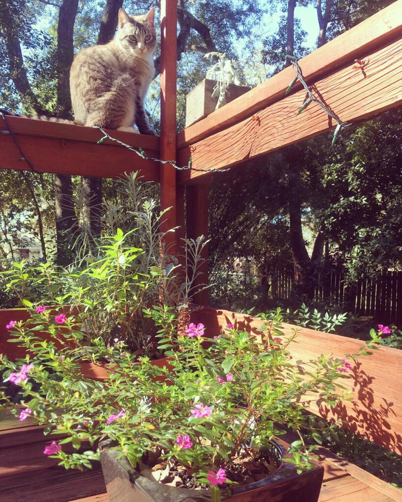 Trying to get a good picture of all the blooms on my cuphea, and