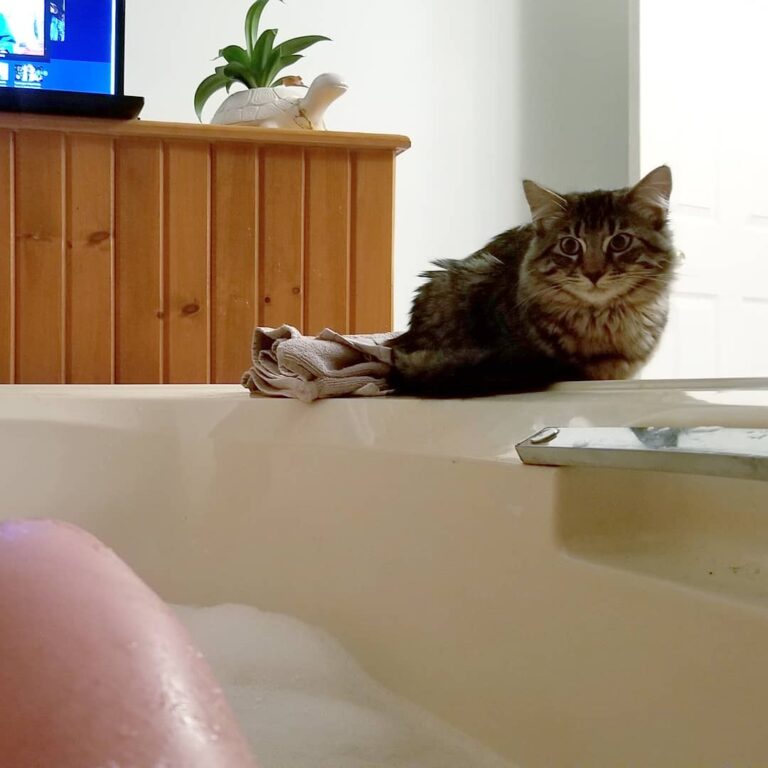 Trying to have a relaxing bath and owning a cat doesnt go hand in