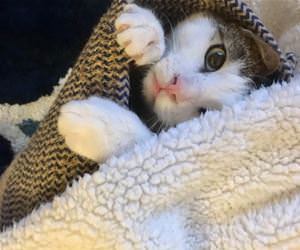 FunnyCatSite