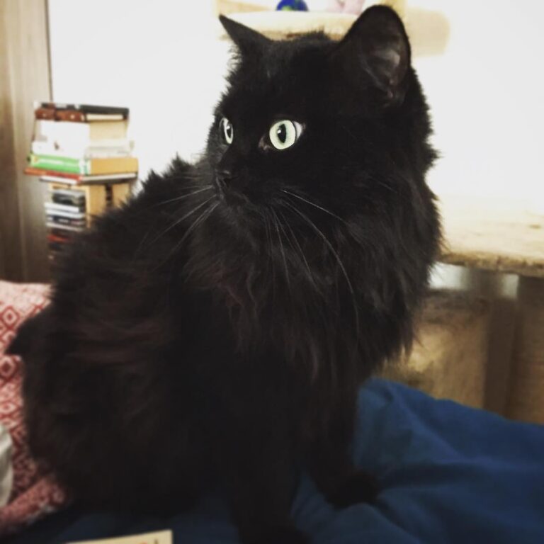 Vous avez vu cette boule de poils ? Elle est belle hein ?