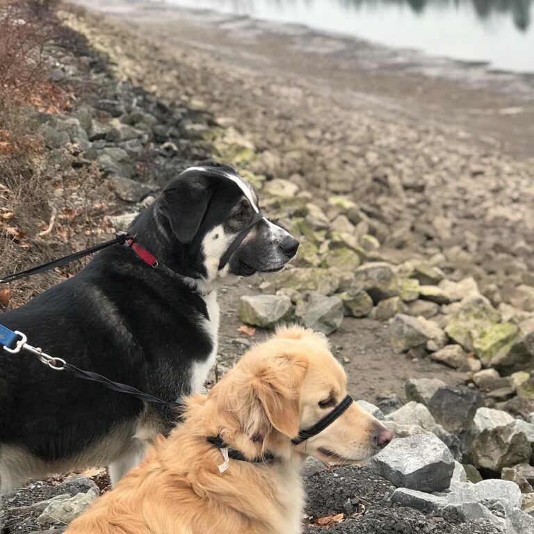 Walks along the canal and some serious side eye #