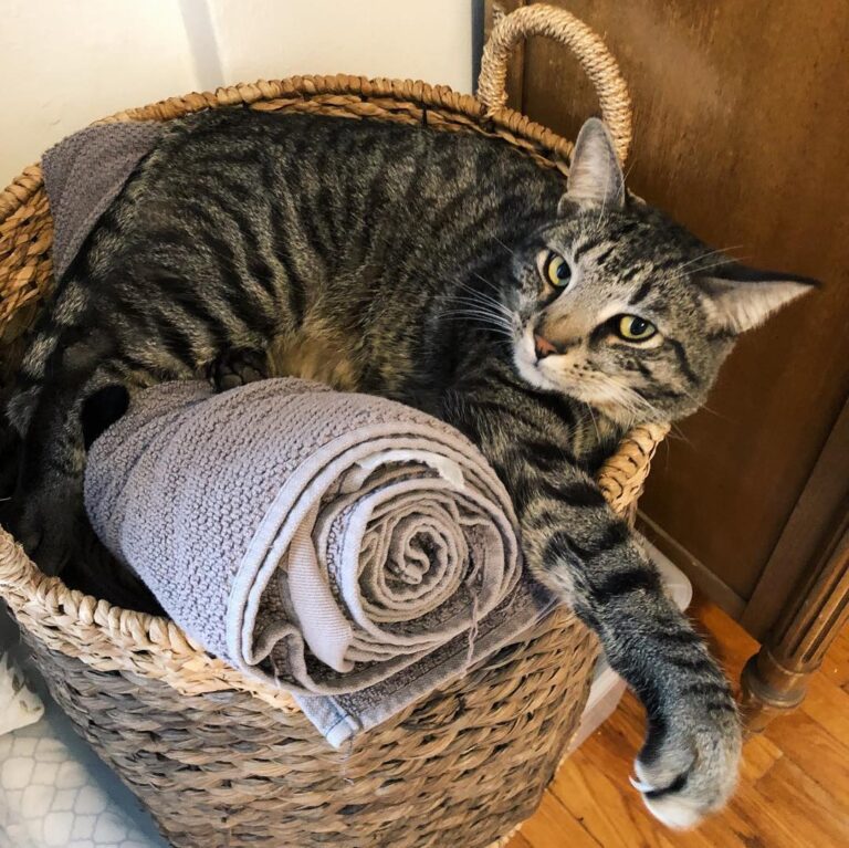 Wasabi had a new favorite napping spot