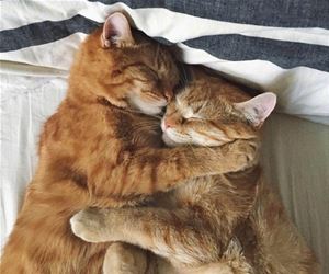 FunnyCatSite