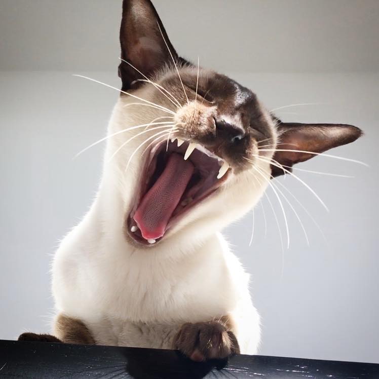Welcoming 2019 with a roar!
