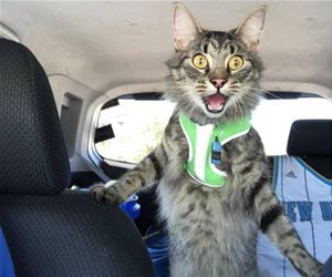 FunnyCatSite