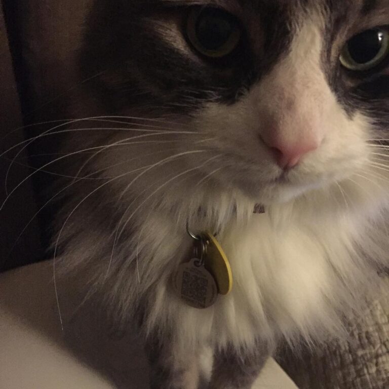 When Mom won’t pay attention to you so you sit on her sketchbook. ||
